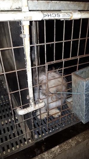 puppy_mill05.jpg